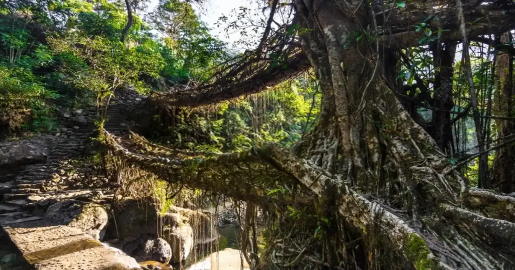 living root bridges