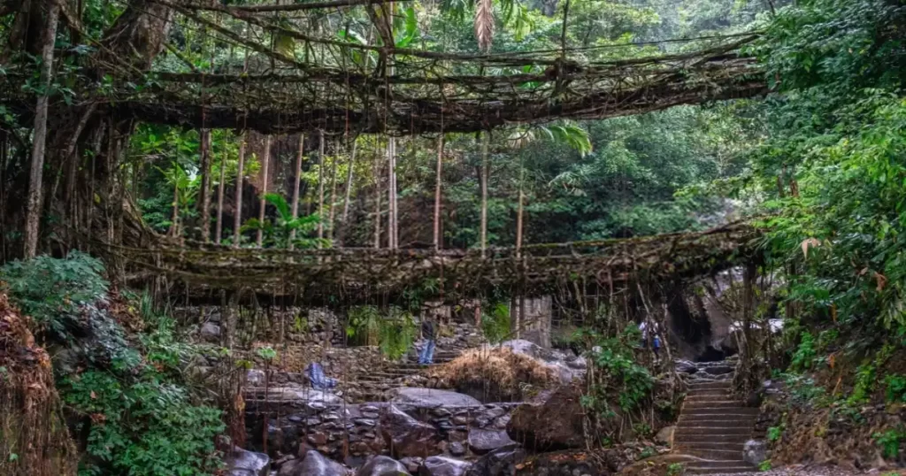 living root bridge