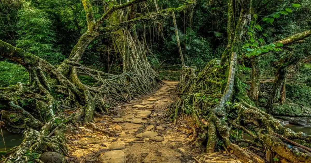 living root bridges